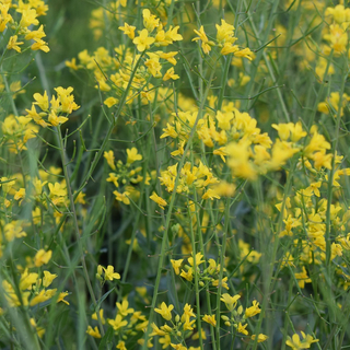 Ansicht von Urkohl auf einer Wiese