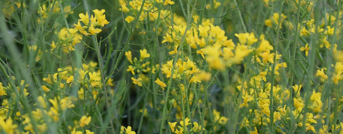 Ansicht von Urkohl auf einer Wiese