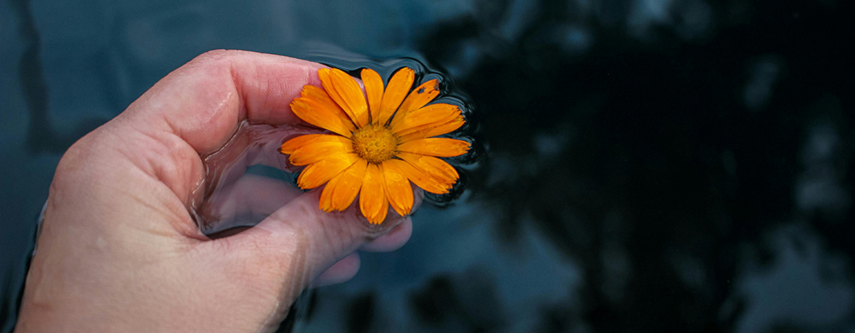 Jemand hält eine Ringelblume in der Hand