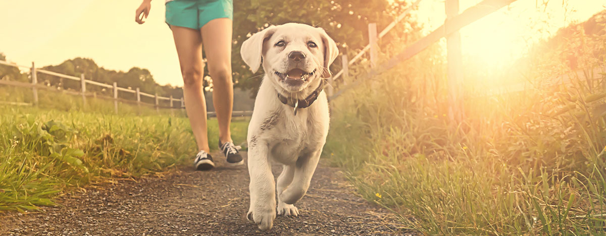 Frau geht mit Hund spazieren