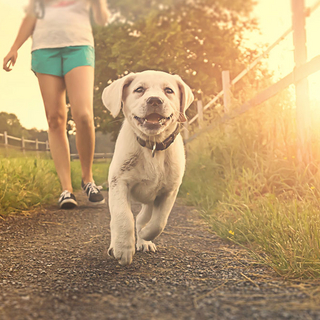 Frau geht mit Hund spazieren