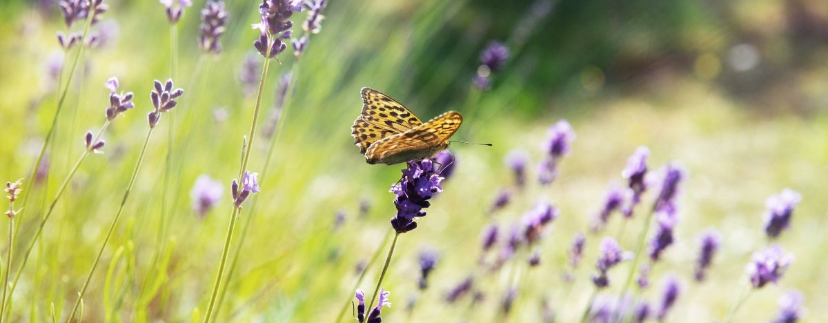 Schmetterling auf einer Wiese mit Lavendel