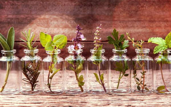 Verschiedene Heilpflanzen stehen aufgereiht in Vasen auf einem Tisch