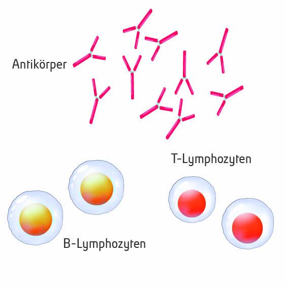 b Lymphozyten