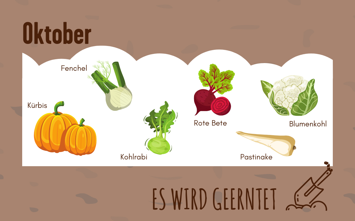 Grafiken von diversem Gemüse, das im Oktober Saison hat.